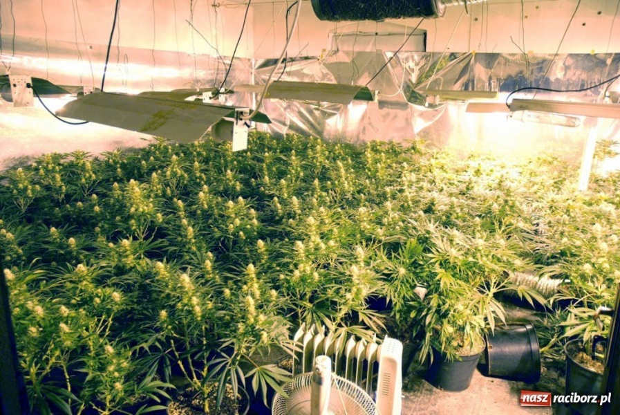 Zdjęcie w galerii na portalu naszraciborz.pl: ŚOSG: Zlikwidowała działająca plantacja konopii indyjskich wiadomości z regionu
