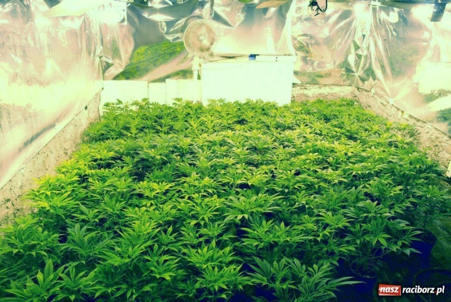 Zdjęcie w galerii na portalu naszraciborz.pl: ŚOSG: Zlikwidowała działająca plantacja konopii indyjskich wiadomości z regionu