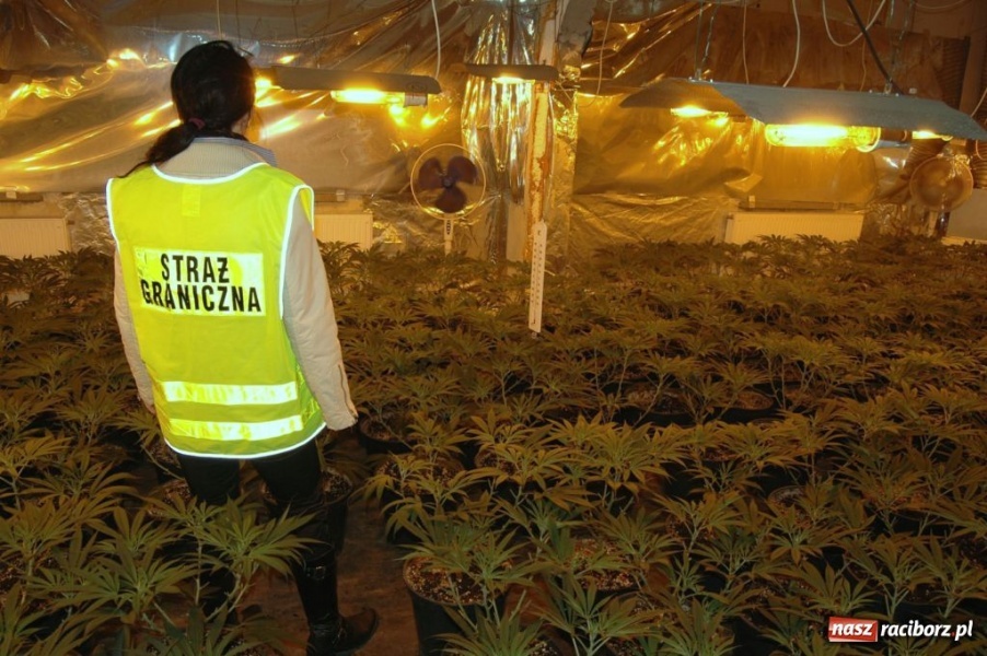 Zdjęcie w galerii na portalu naszraciborz.pl: ŚOSG: Zlikwidowała działająca plantacja konopii indyjskich wiadomości z regionu