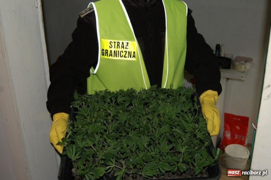 Zdjęcie w galerii na portalu naszraciborz.pl: ŚOSG: Zlikwidowała działająca plantacja konopii indyjskich wiadomości z regionu