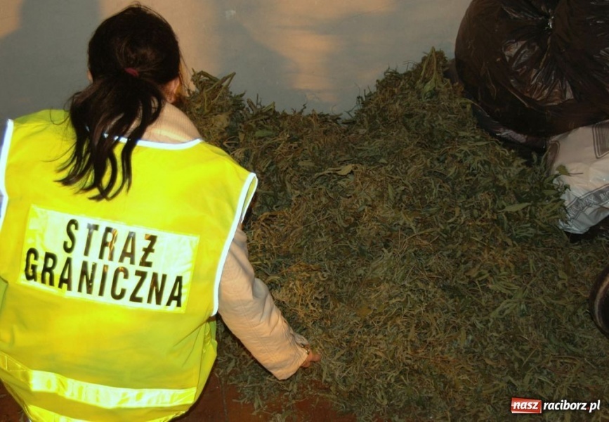 Zdjęcie w galerii na portalu naszraciborz.pl: ŚOSG: Zlikwidowała działająca plantacja konopii indyjskich wiadomości z regionu