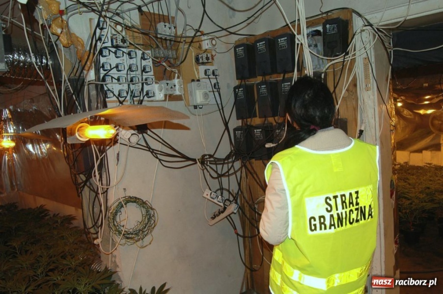 Zdjęcie w galerii na portalu naszraciborz.pl: ŚOSG: Zlikwidowała działająca plantacja konopii indyjskich wiadomości z regionu