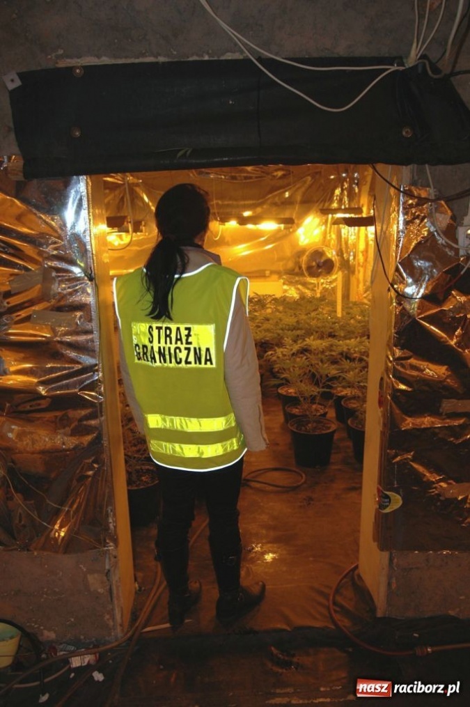 Zdjęcie w galerii na portalu naszraciborz.pl: ŚOSG: Zlikwidowała działająca plantacja konopii indyjskich wiadomości z regionu