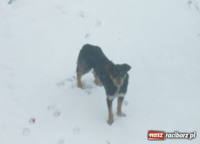 Zdjęcie w galerii na portalu naszraciborz.pl: Poszukiwany właściciel psa wiadomości z regionu