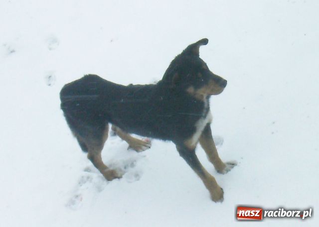 Zdjęcie w galerii na portalu naszraciborz.pl: Poszukiwany właściciel psa wiadomości z regionu