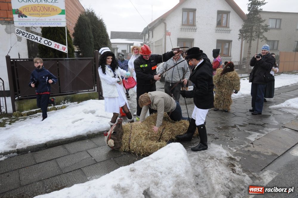 Zdjęcie w galerii na portalu naszraciborz.pl: W Samborowicach ostatki z misiem wiadomości z regionu