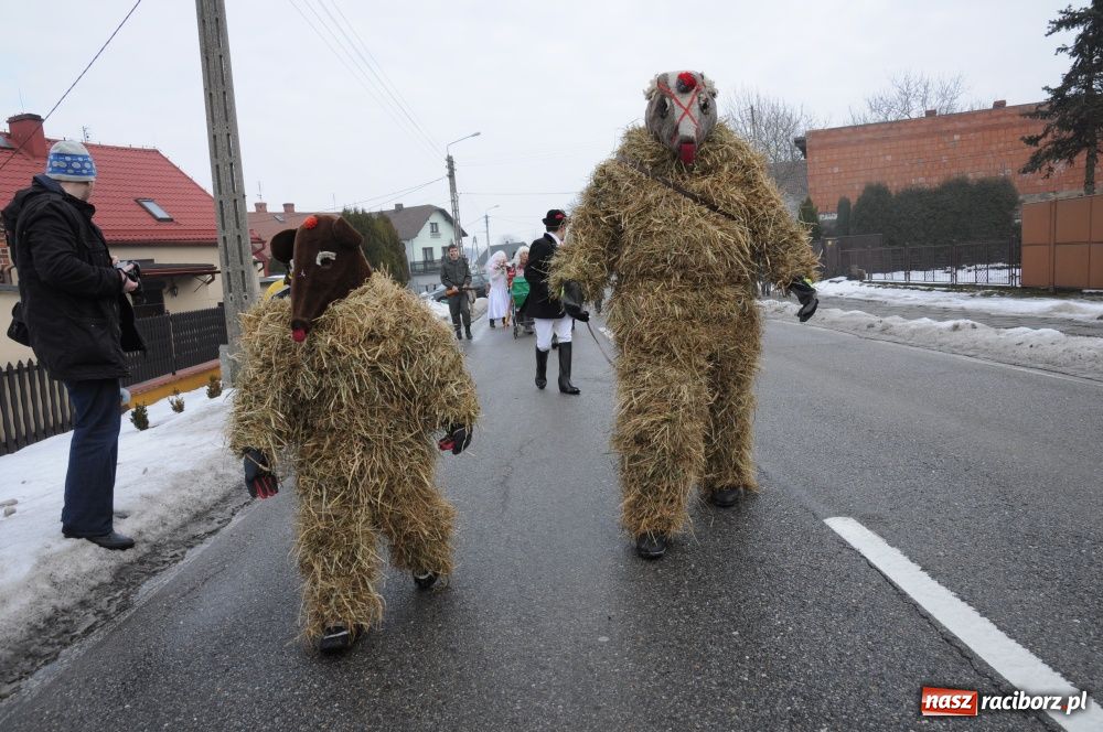 Zdjęcie w galerii na portalu naszraciborz.pl: W Samborowicach ostatki z misiem wiadomości z regionu