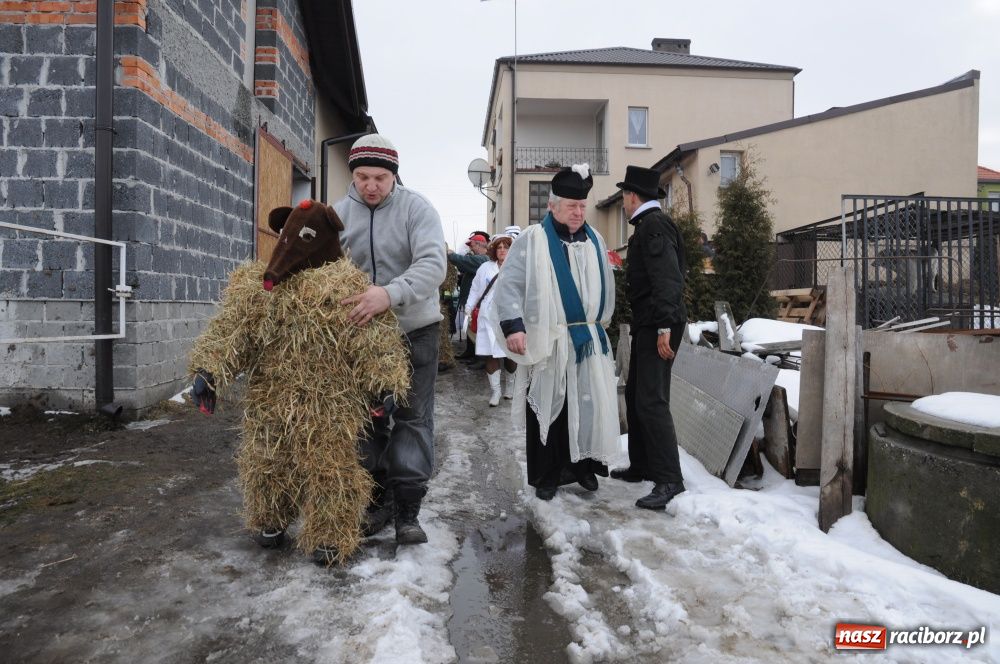 Zdjęcie w galerii na portalu naszraciborz.pl: W Samborowicach ostatki z misiem wiadomości z regionu