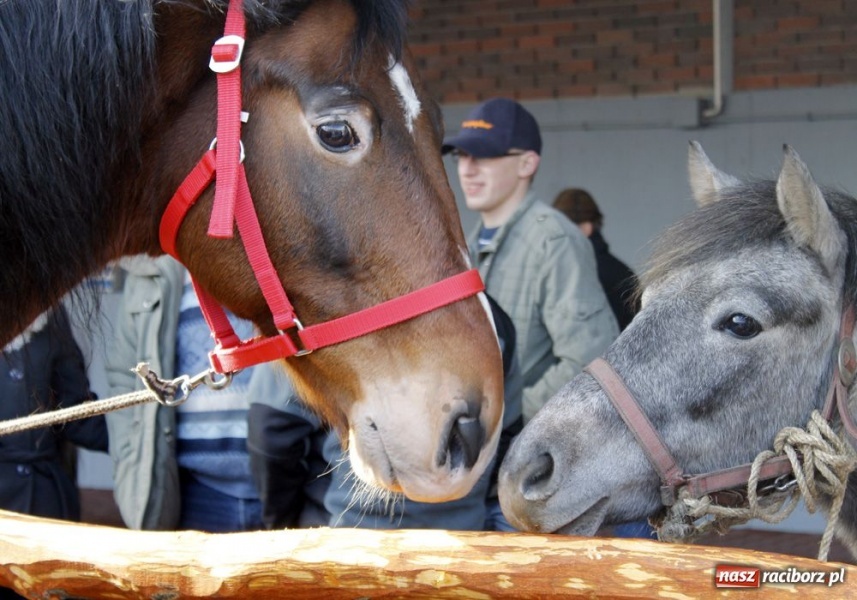 Zdjęcie w galerii na portalu naszraciborz.pl: Targ ruszył. Bez żadnych protestów wiadomości z regionu