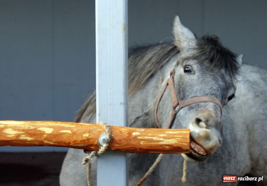 Zdjęcie w galerii na portalu naszraciborz.pl: Targ ruszył. Bez żadnych protestów wiadomości z regionu