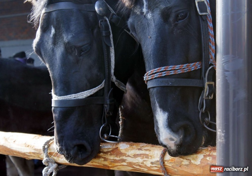 Zdjęcie w galerii na portalu naszraciborz.pl: Targ ruszył. Bez żadnych protestów wiadomości z regionu