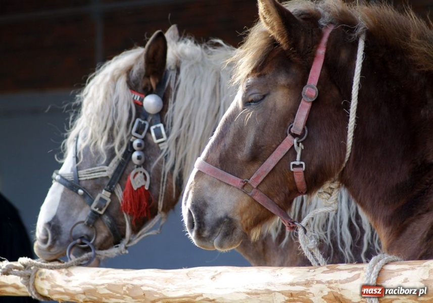 Zdjęcie w galerii na portalu naszraciborz.pl: Targ ruszył. Bez żadnych protestów wiadomości z regionu
