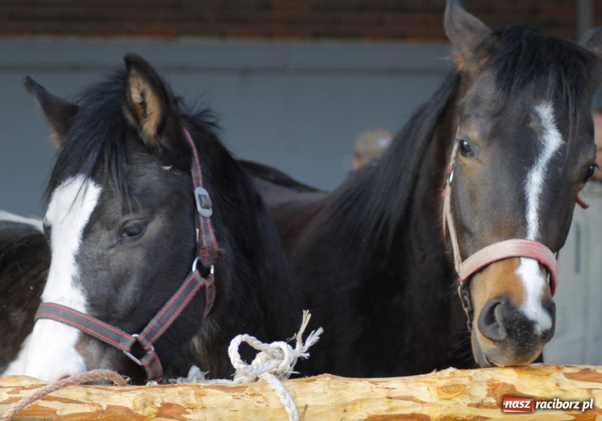 Zdjęcie w galerii na portalu naszraciborz.pl: Targ ruszył. Bez żadnych protestów wiadomości z regionu