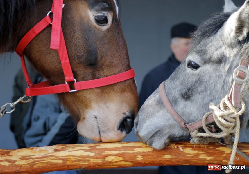 Zdjęcie w galerii na portalu naszraciborz.pl: Targ ruszył. Bez żadnych protestów wiadomości z regionu