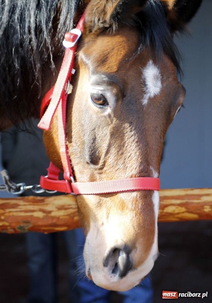 Zdjęcie w galerii na portalu naszraciborz.pl: Targ ruszył. Bez żadnych protestów wiadomości z regionu