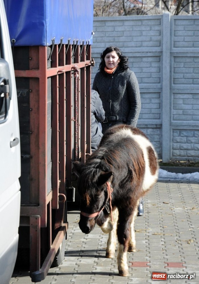Zdjęcie w galerii na portalu naszraciborz.pl: Targ ruszył. Bez żadnych protestów wiadomości z regionu