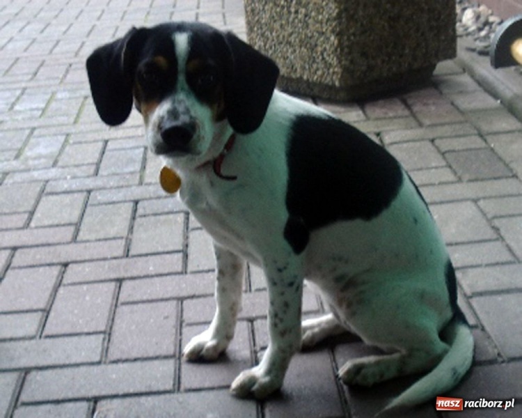 Zdjęcie w galerii na portalu naszraciborz.pl: Gdzie jest Nelly wiadomości z regionu