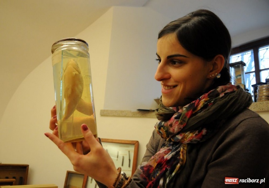 Zdjęcie w galerii na portalu naszraciborz.pl: Wyjątkowy Carassius na raciborskim zamku wiadomości z regionu