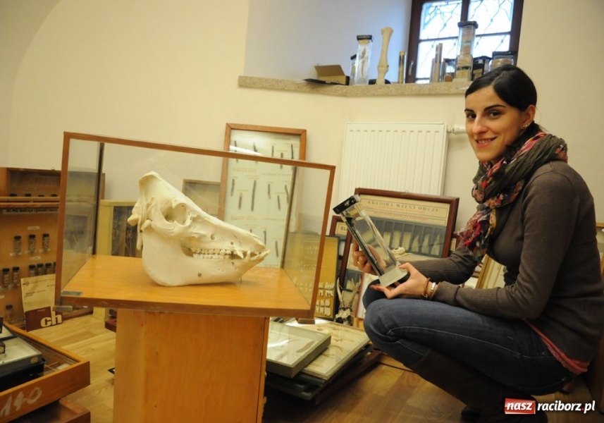 Zdjęcie w galerii na portalu naszraciborz.pl: Wyjątkowy Carassius na raciborskim zamku wiadomości z regionu