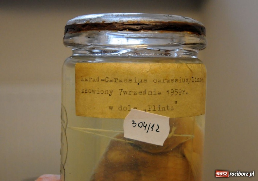 Zdjęcie w galerii na portalu naszraciborz.pl: Wyjątkowy Carassius na raciborskim zamku wiadomości z regionu