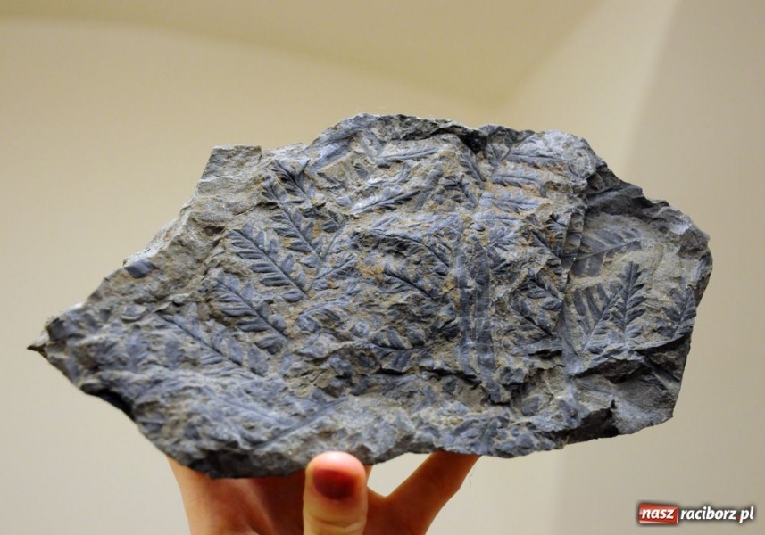 Zdjęcie w galerii na portalu naszraciborz.pl: Wyjątkowy Carassius na raciborskim zamku wiadomości z regionu