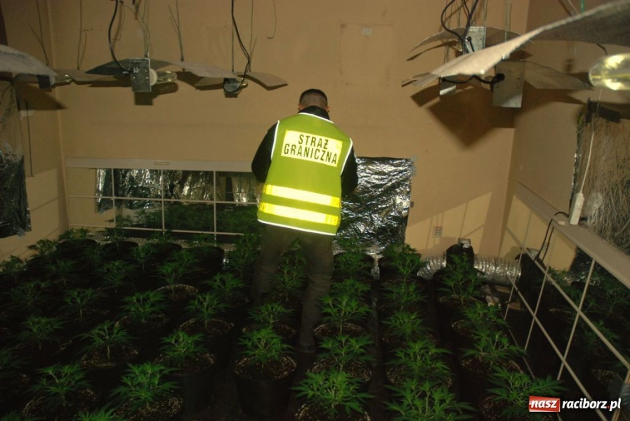 Zdjęcie w galerii na portalu naszraciborz.pl: ŚOSG: zlikwidowali plantację konopi indyjskich wiadomości z regionu