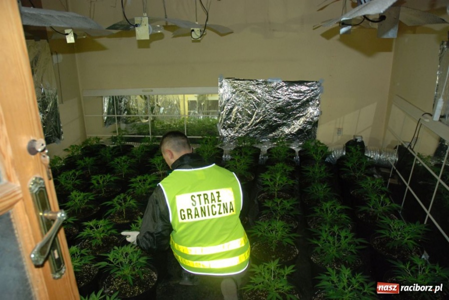 Zdjęcie w galerii na portalu naszraciborz.pl: ŚOSG: zlikwidowali plantację konopi indyjskich wiadomości z regionu