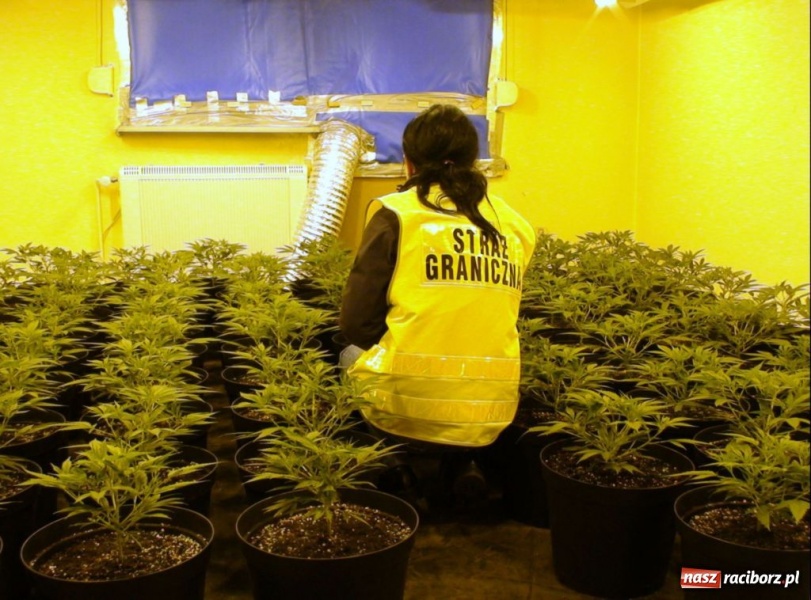 Zdjęcie w galerii na portalu naszraciborz.pl: ŚOSG: zlikwidowali plantację konopi indyjskich wiadomości z regionu