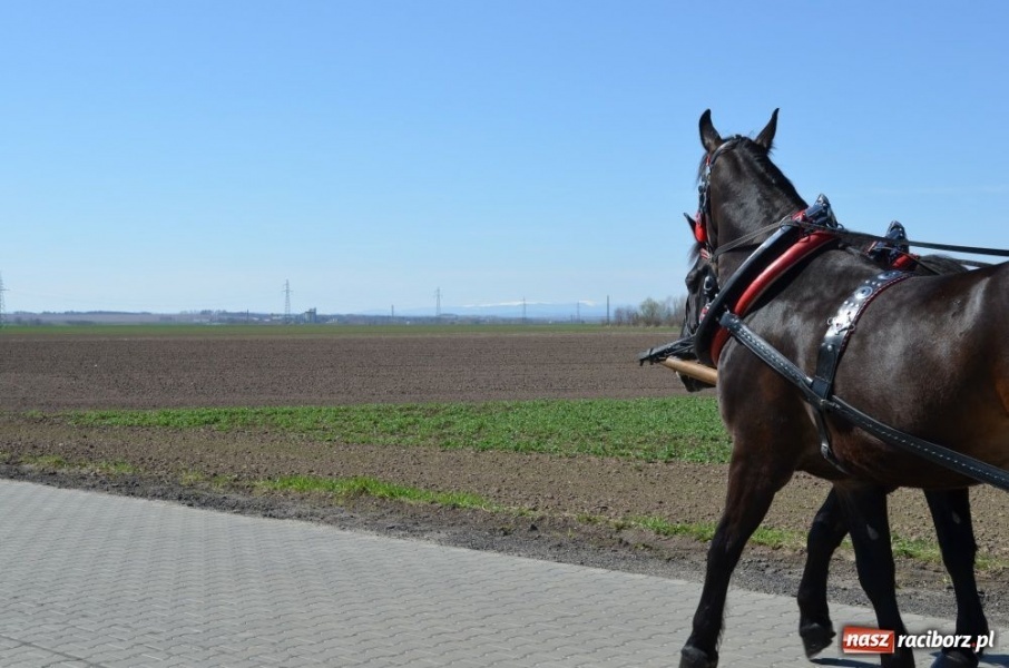 Zdjęcie w galerii na portalu naszraciborz.pl: Lider RAŚ konno w Pietrowicach Wielkich wiadomości z regionu