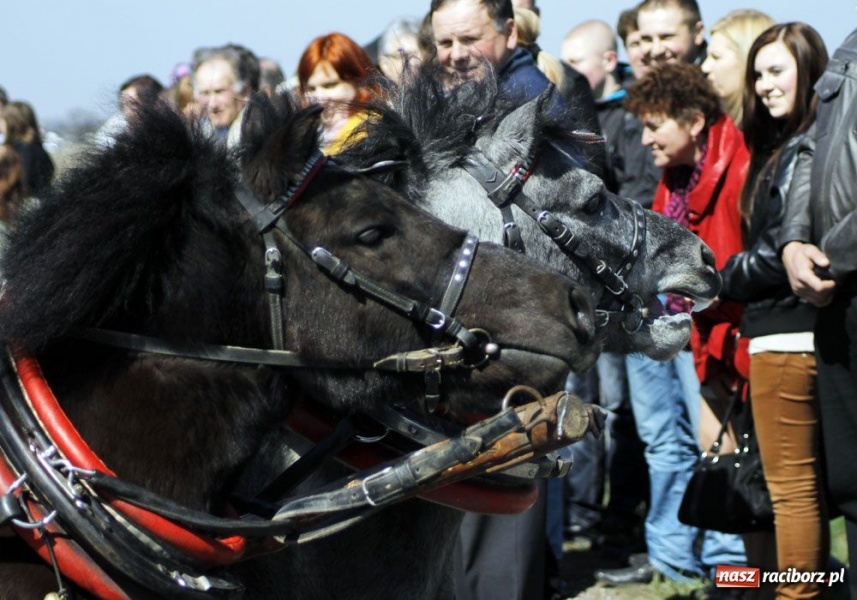 Zdjęcie w galerii na portalu naszraciborz.pl: W Sudole było najwięcej koni wiadomości z regionu
