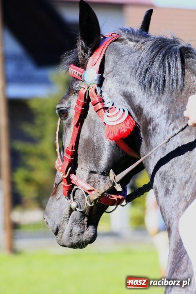 Zdjęcie w galerii na portalu naszraciborz.pl: Kaskaderzy w Zawadzie Książęcej wiadomości z regionu