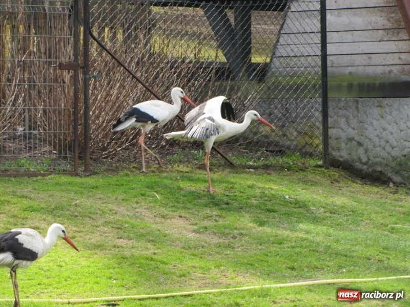 Zdjęcie w galerii na portalu naszraciborz.pl: Wkrótce otwarcie zaczarowanego ogrodu wiadomości z regionu