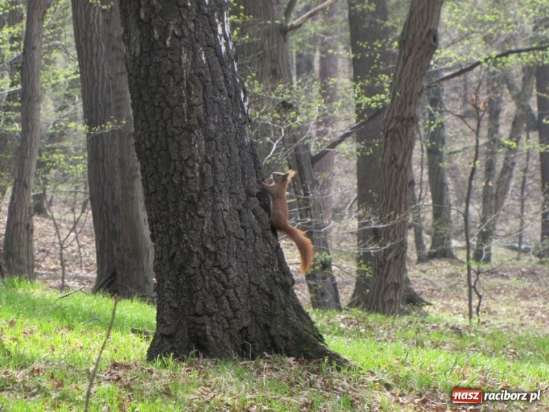 Zdjęcie w galerii na portalu naszraciborz.pl: Wkrótce otwarcie zaczarowanego ogrodu wiadomości z regionu