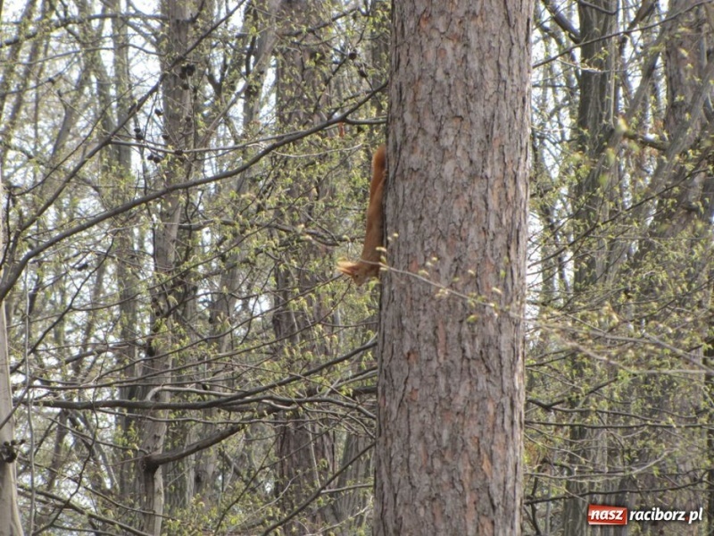 Zdjęcie w galerii na portalu naszraciborz.pl: Wkrótce otwarcie zaczarowanego ogrodu wiadomości z regionu