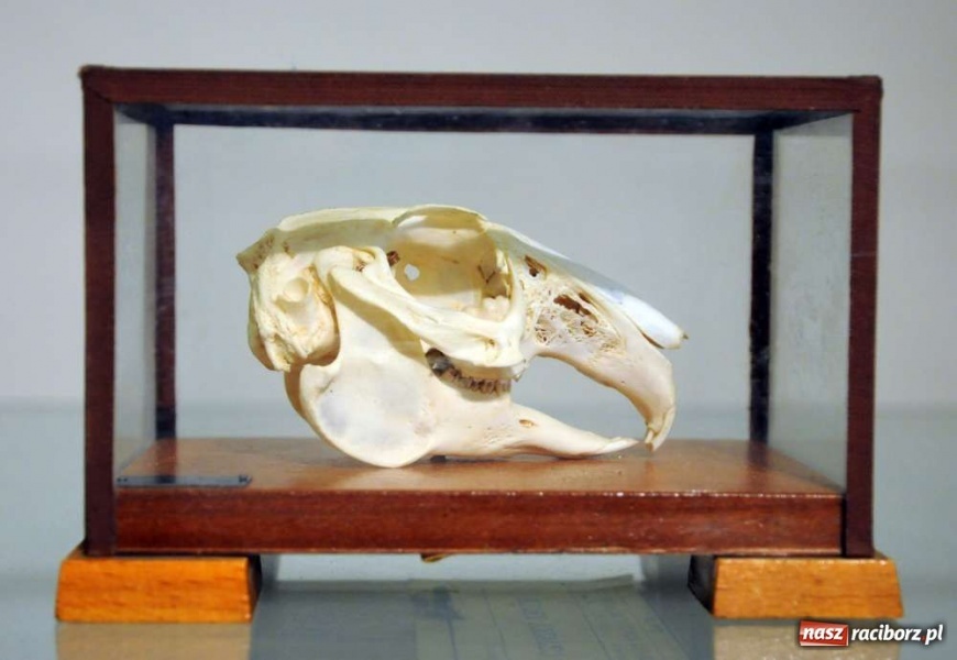 Zdjęcie w galerii na portalu naszraciborz.pl: Zamkowy Antykwariat Naukowy wiadomości z regionu