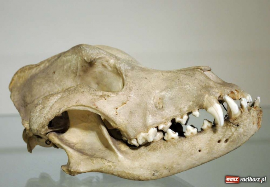 Zdjęcie w galerii na portalu naszraciborz.pl: Zamkowy Antykwariat Naukowy wiadomości z regionu