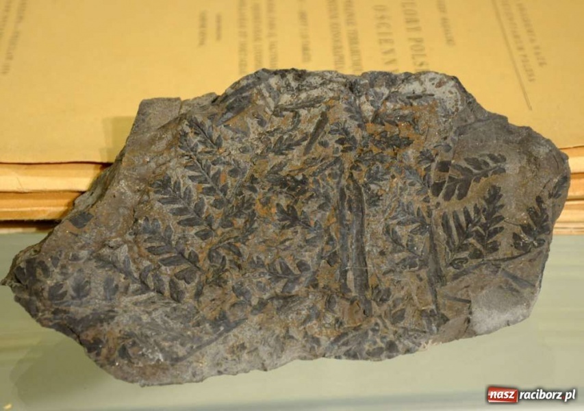 Zdjęcie w galerii na portalu naszraciborz.pl: Zamkowy Antykwariat Naukowy wiadomości z regionu