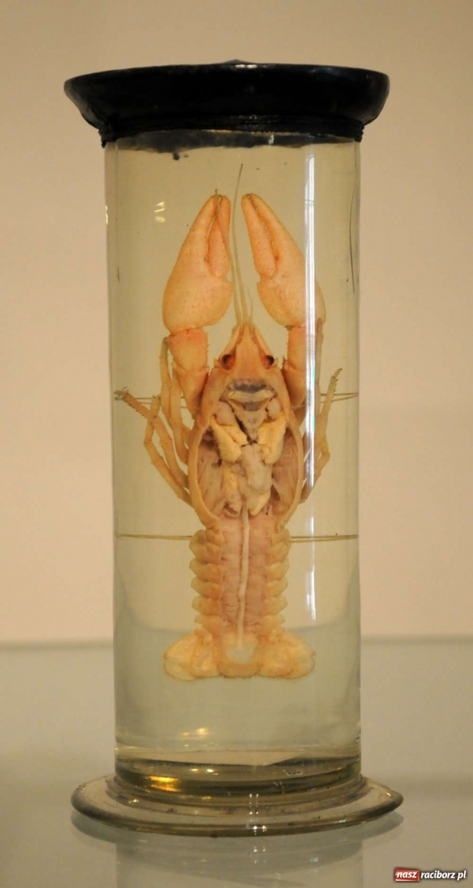 Zdjęcie w galerii na portalu naszraciborz.pl: Zamkowy Antykwariat Naukowy wiadomości z regionu