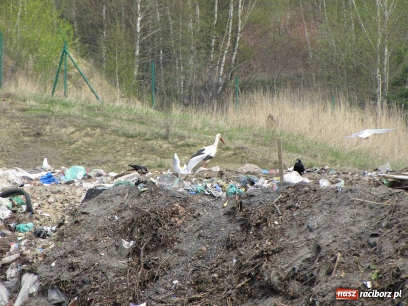 Zdjęcie w galerii na portalu naszraciborz.pl: Radni zwiedzali składowisko odpadów wiadomości z regionu