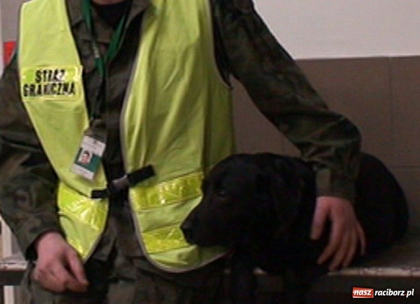 Zdjęcie w galerii na portalu naszraciborz.pl: Pies Straży Granicznej odnalazł narkotyki  wiadomości z regionu