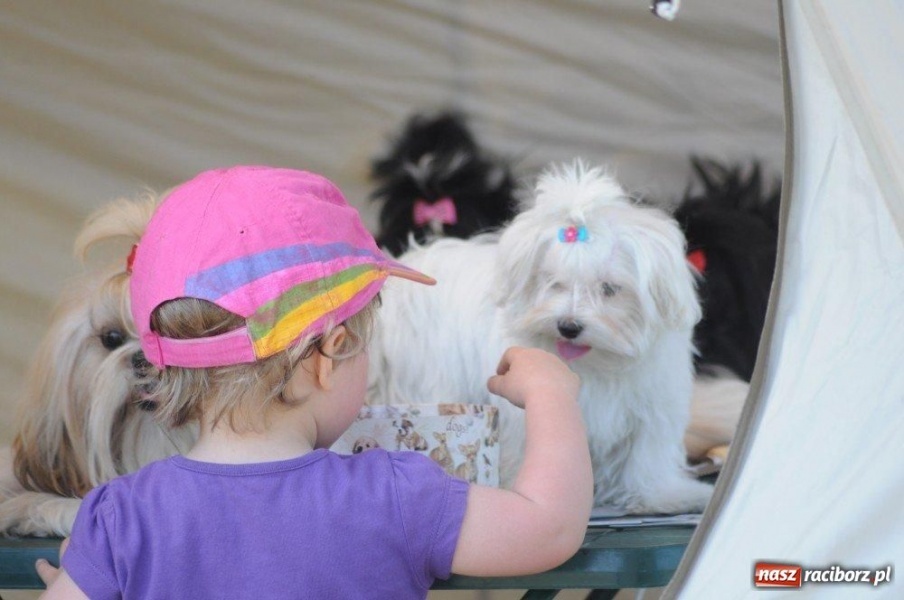 Zdjęcie w galerii na portalu naszraciborz.pl: I wystawa psów rasowych w Nędzy wiadomości z regionu