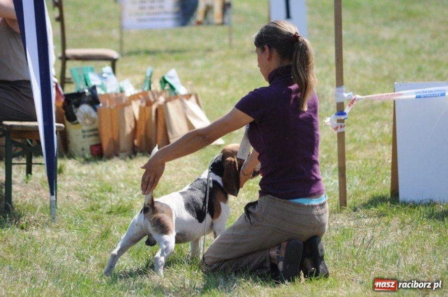 Zdjęcie w galerii na portalu naszraciborz.pl: I wystawa psów rasowych w Nędzy wiadomości z regionu