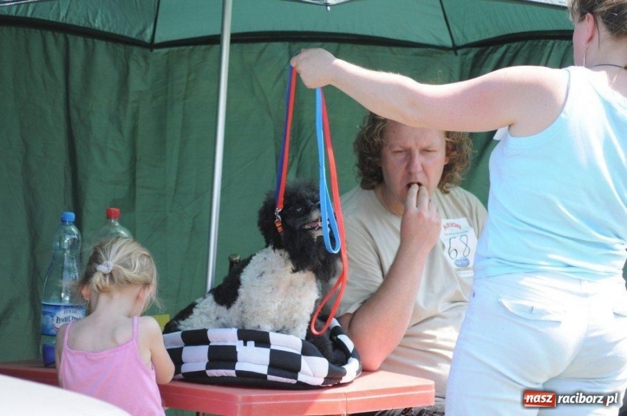 Zdjęcie w galerii na portalu naszraciborz.pl: I wystawa psów rasowych w Nędzy wiadomości z regionu