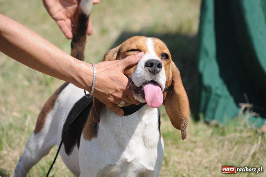 Zdjęcie w galerii na portalu naszraciborz.pl: I wystawa psów rasowych w Nędzy wiadomości z regionu