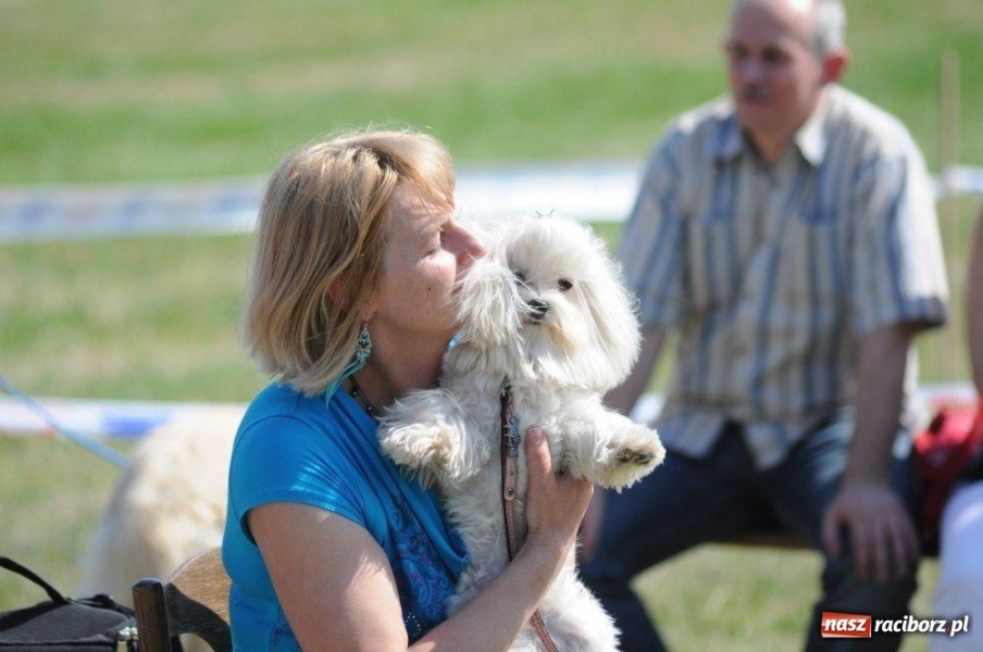Zdjęcie w galerii na portalu naszraciborz.pl: I wystawa psów rasowych w Nędzy wiadomości z regionu