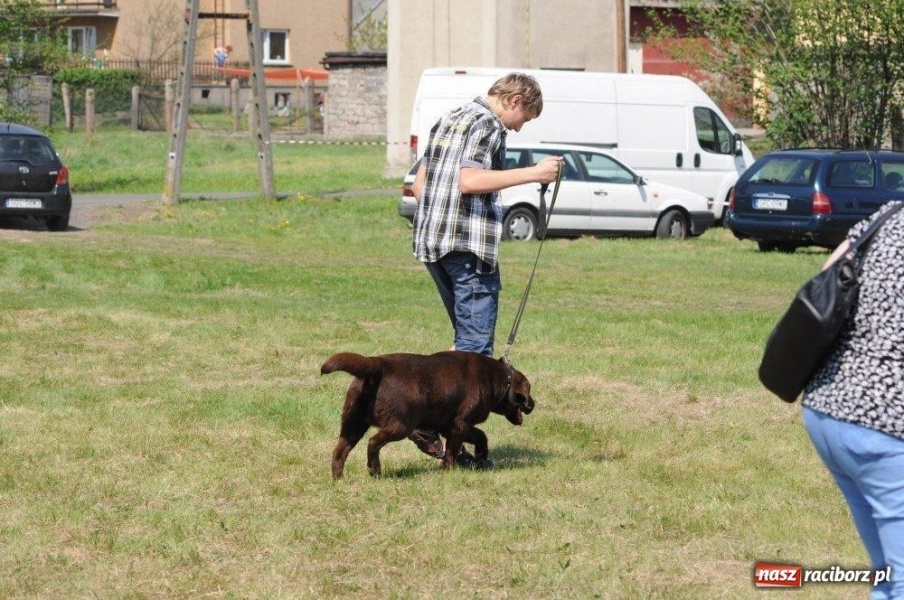 Zdjęcie w galerii na portalu naszraciborz.pl: I wystawa psów rasowych w Nędzy wiadomości z regionu