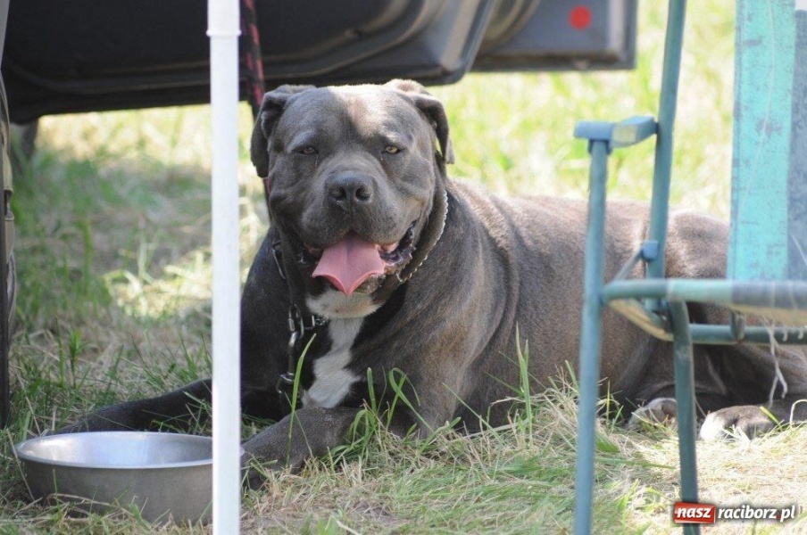 Zdjęcie w galerii na portalu naszraciborz.pl: I wystawa psów rasowych w Nędzy wiadomości z regionu