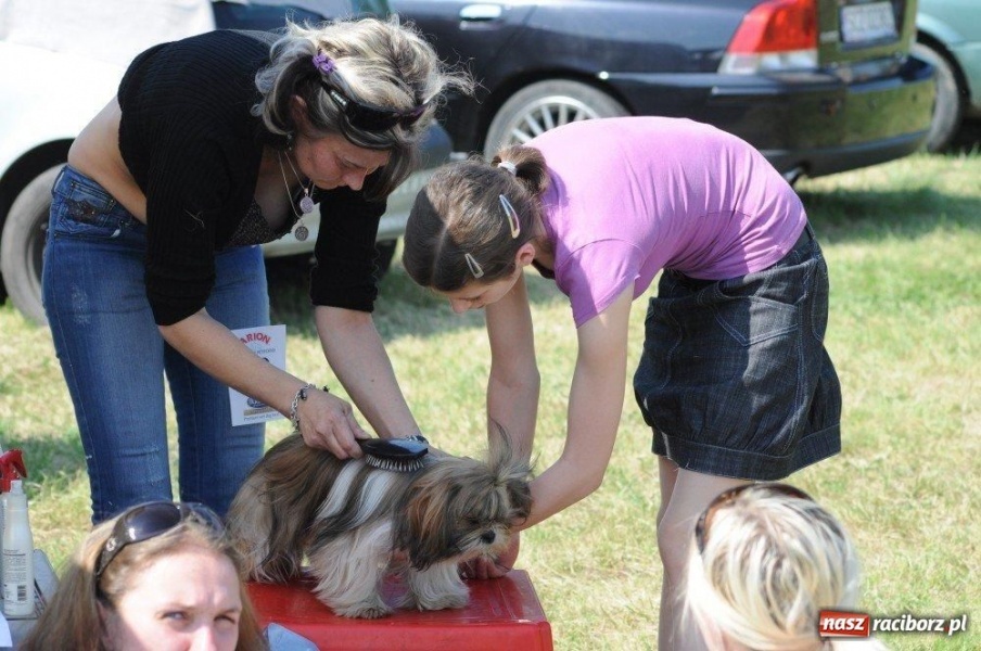 Zdjęcie w galerii na portalu naszraciborz.pl: I wystawa psów rasowych w Nędzy wiadomości z regionu