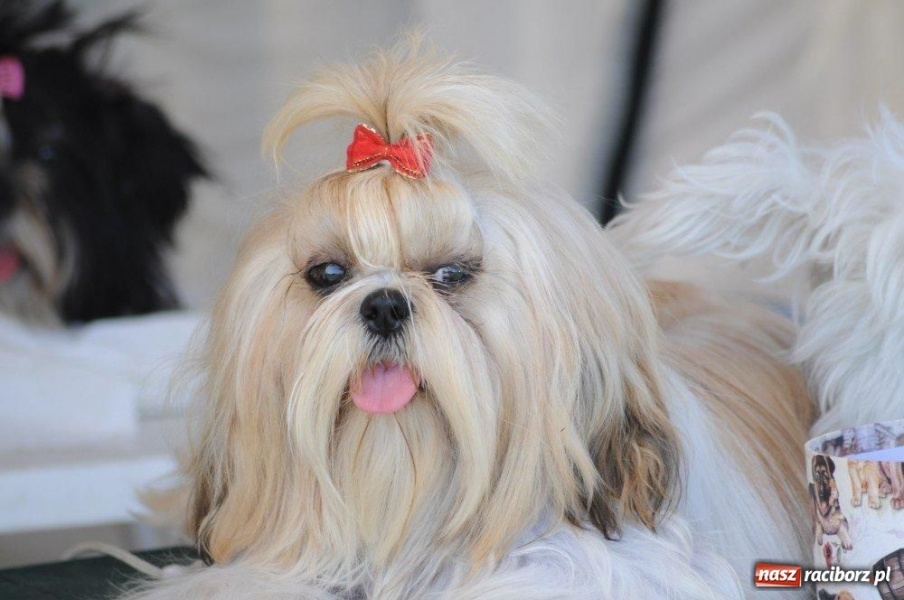 Zdjęcie w galerii na portalu naszraciborz.pl: I wystawa psów rasowych w Nędzy wiadomości z regionu