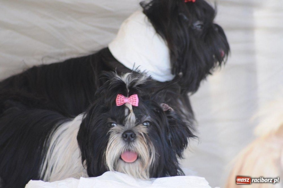 Zdjęcie w galerii na portalu naszraciborz.pl: I wystawa psów rasowych w Nędzy wiadomości z regionu